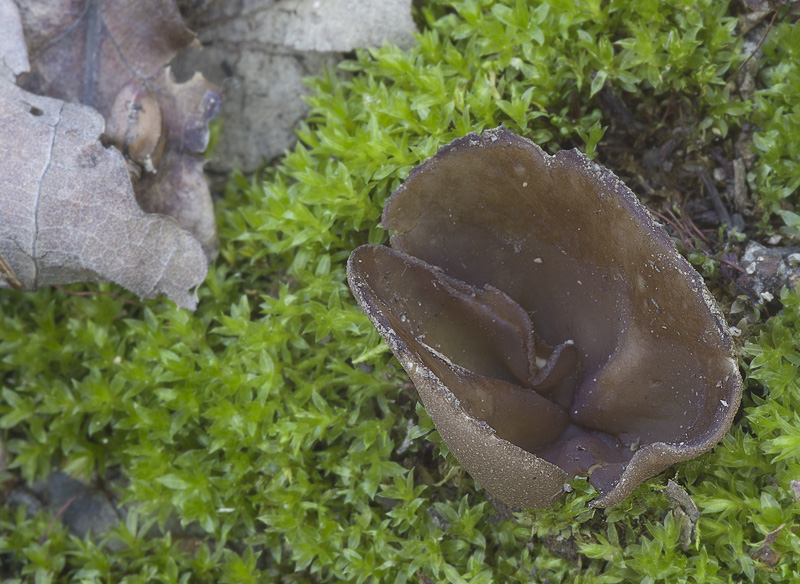 Peziza petersii